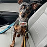 Job is registered to the contest to win money with this photo: alert, animal, bowtie, canine, car_interior, companion, cute, dog, domestic_animal, ears, front_seat, leash, leather_seat, looking, pet, seat, sitting, small_dog, travel, vehicle
