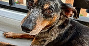 Job joined the competition — help win amazing prizes! animal, balcony, black_and_brown, canine, close_up, daylight, dog, domestic_animal, ears, eyes, fur, home, looking_up, outdoor, pet, porch, relaxed, resting, side_view, snout