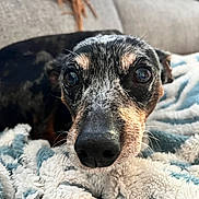 Job is registered to the contest to win money with this photo: animal, blanket, close_up, comfort, couch, cozy, cute, dog, domestic, expression, eyes, fluffy, fur, indoor, nose, pet, portrait, relaxing, small_dog, snuggling