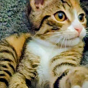 Patches is registered to the contest to win money with this photo: cat, tabby, feline, pet, animal, whiskers, ears, fur, close_up, indoor, curious, relaxed, laying, striped, eyes, nose, paw, mammal, cute, domestic