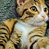 cat, tabby, feline, pet, animal, whiskers, ears, fur, close_up, indoor, curious, relaxed, laying, striped, eyes, nose, paw, mammal, cute, domestic