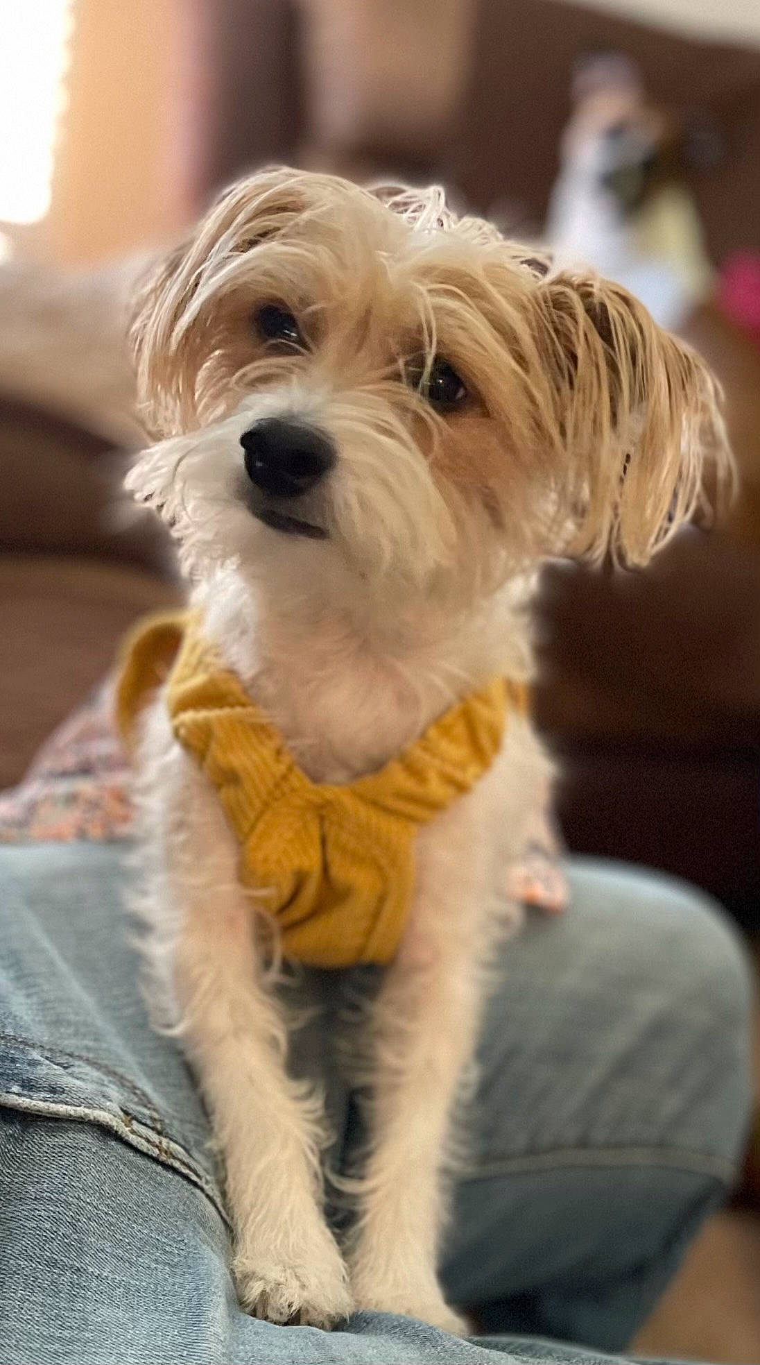 Pinky joined the competition — help win amazing prizes! biewer_terrier, carnivore, companion_dog, dog, dog_breed, dog_collar, fawn, fur, labradoodle, maltepoo, non_sporting_group, poodle_crossbreed, schnauzer, small_terrier, sporting_group, terrier, toy_dog, working_animal