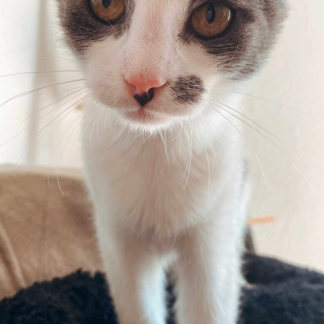 Mochi
