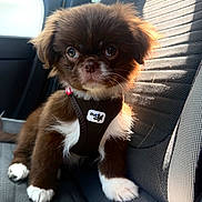 Moka participe au concours pour gagner de l'argent avec cette photo : puppy, dog, brown_fur, white_fur, fluffy, small_dog, portrait, sitting, car, car_seat, harness, pet, animal, face, eyes, paws, indoors, sunlight, cute, photography