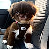puppy, dog, brown_fur, white_fur, fluffy, small_dog, portrait, sitting, car, car_seat, harness, pet, animal, face, eyes, paws, indoors, sunlight, cute, photography