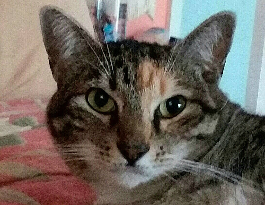 Jack Sparrow joined the competition — help win amazing prizes! carnivore, cat, domestic_short_haired_cat, felidae, fur, small_to_medium_sized_cats, snout, terrestrial_animal, whiskers, wildlife, window