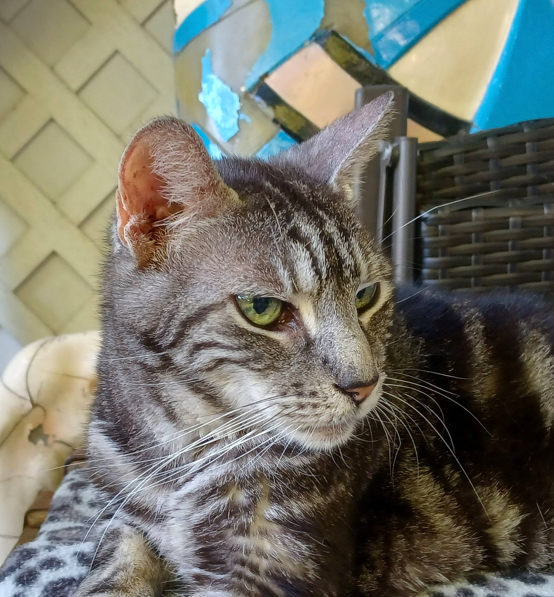 Professor Marvel is registered to the contest to win money with this photo: carnivore, cat, domestic_short_haired_cat, eye, felidae, fur, grass, pet_supply, sitting, small_to_medium_sized_cats, snout, terrestrial_animal, tree, whiskers, window