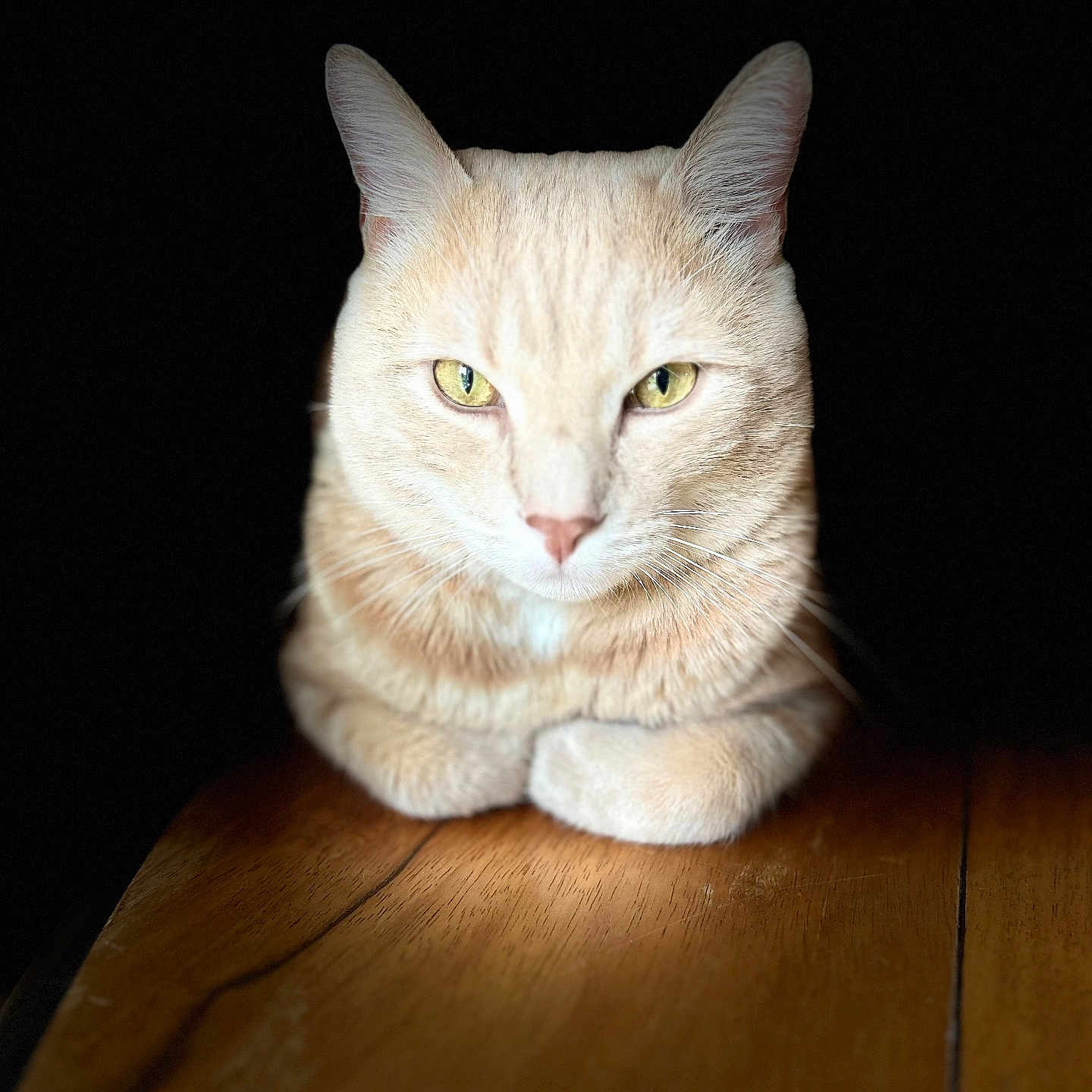 Sweet a rejoint le concours — aidez-le/la à gagner de superbes lots ! animal, calm, cat, close_up, cream_colored, cute, dark_background, domestic_animal, feline, focused, fur, indoor, mammal, pet, portrait, sitting, soft_light, whiskers, wooden_table, yellow_eyes