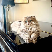 Victor a rejoint le concours — aidez-le/la à gagner de superbes lots ! cat, fluffy, heterochromatic_eyes, piano, indoor, reflection, lamp, artwork, furniture, pet, relaxed, cozy, portrait, animal, home, decor, cute, domestic_cat, long_hair, table