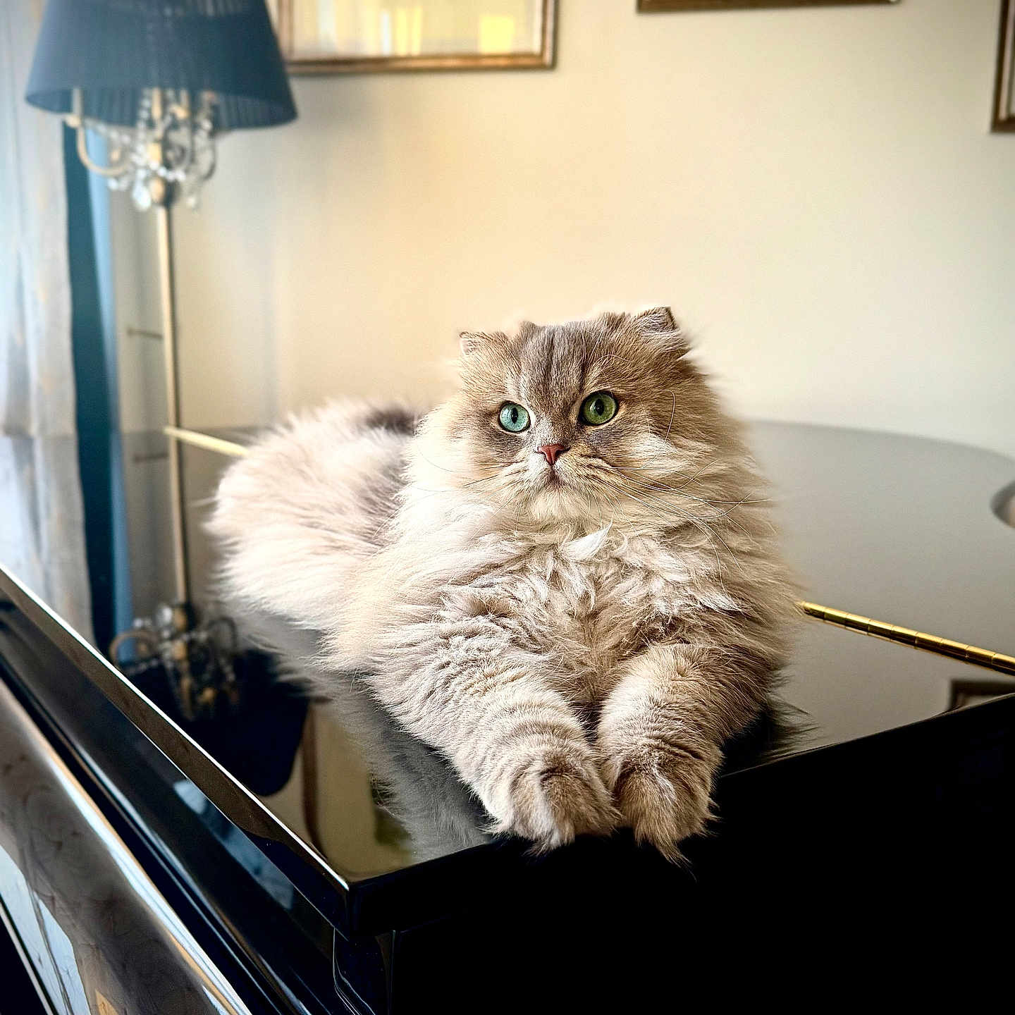 Victor a rejoint le concours — aidez-le/la à gagner de superbes lots ! animal, artwork, cat, cozy, cute, decor, domestic_cat, fluffy, furniture, heterochromatic_eyes, home, indoor, lamp, long_hair, pet, piano, portrait, reflection, relaxed, table