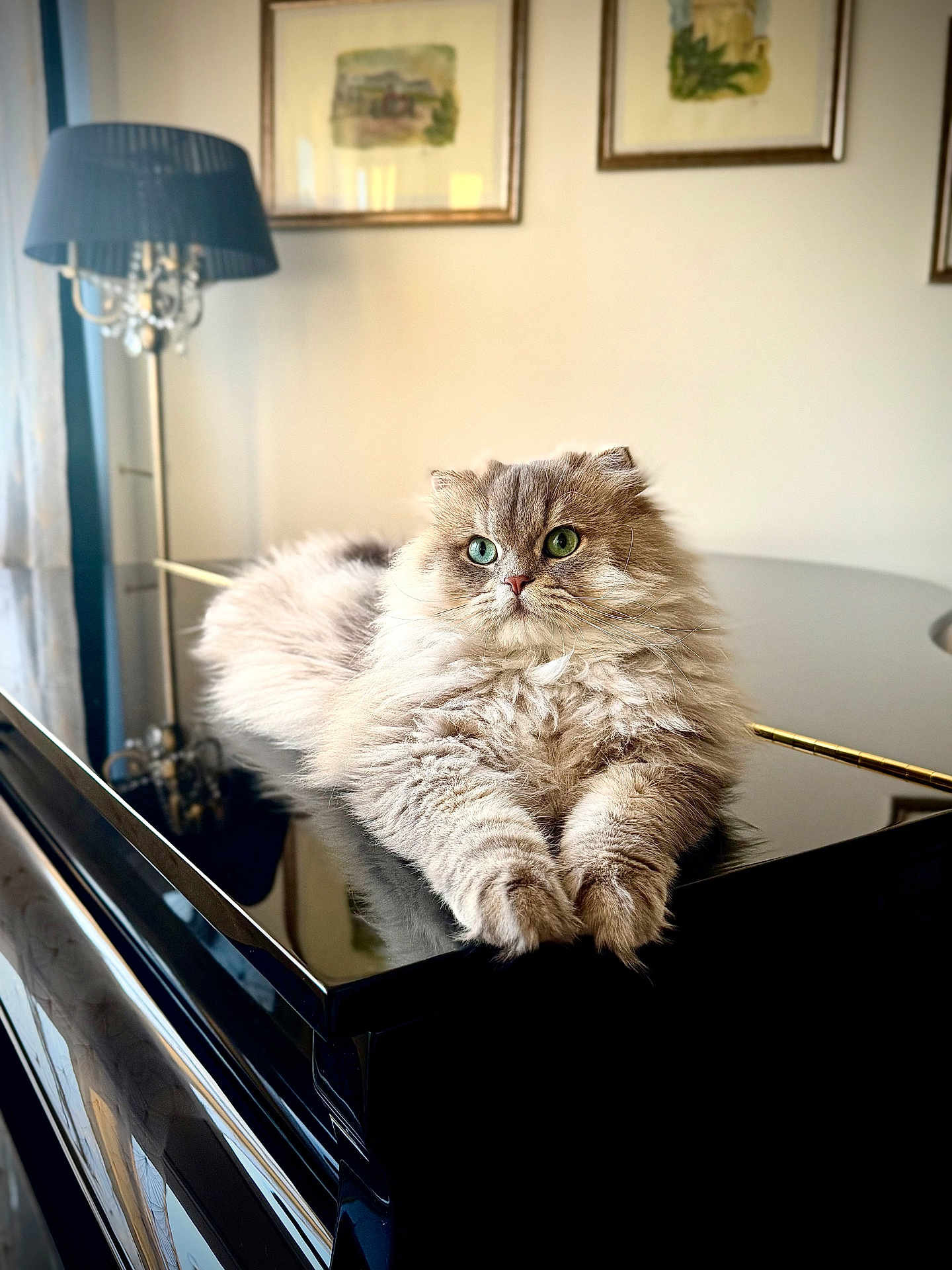 Victor a rejoint le concours — aidez-le/la à gagner de superbes lots ! cat, fluffy, heterochromatic_eyes, piano, indoor, reflection, lamp, artwork, furniture, pet, relaxed, cozy, portrait, animal, home, decor, cute, domestic_cat, long_hair, table