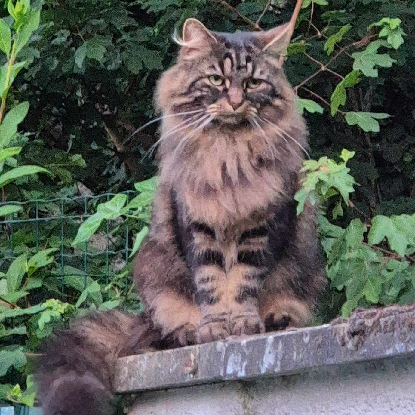 Papluche a rejoint le concours — aidez-le/la à gagner de superbes lots ! animal, cat, concrete, ears, fence, fluffy, fur, greenery, leaves, mammal, nature, outdoor, pet, portrait, sitting, tabby, tail, wall, whiskers, wildlife