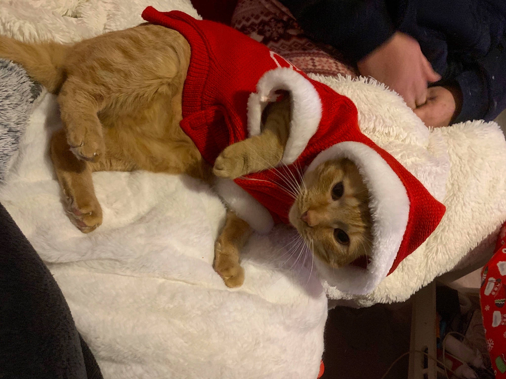 Choucky a rejoint le concours — aidez-le/la à gagner de superbes lots ! ball, canidae, carnivore, christmas, comfort, companion_dog, dog, dog_breed, fawn, felidae, fur, mammal, paw, small_to_medium_sized_cats, spitz, sporting_group, tail, vertebrate, whiskers, working_animal