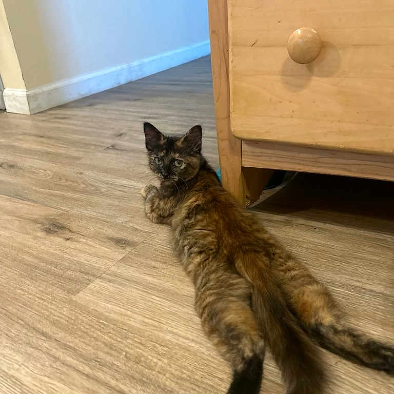 Frito joined the competition — help win amazing prizes! animal, brasssection, cat, chestofdrawers, drawer, furniture, hardwood, horn, indoors, interiordesign, kitten, manx, musicalinstrument, pet, stainedwood, wood