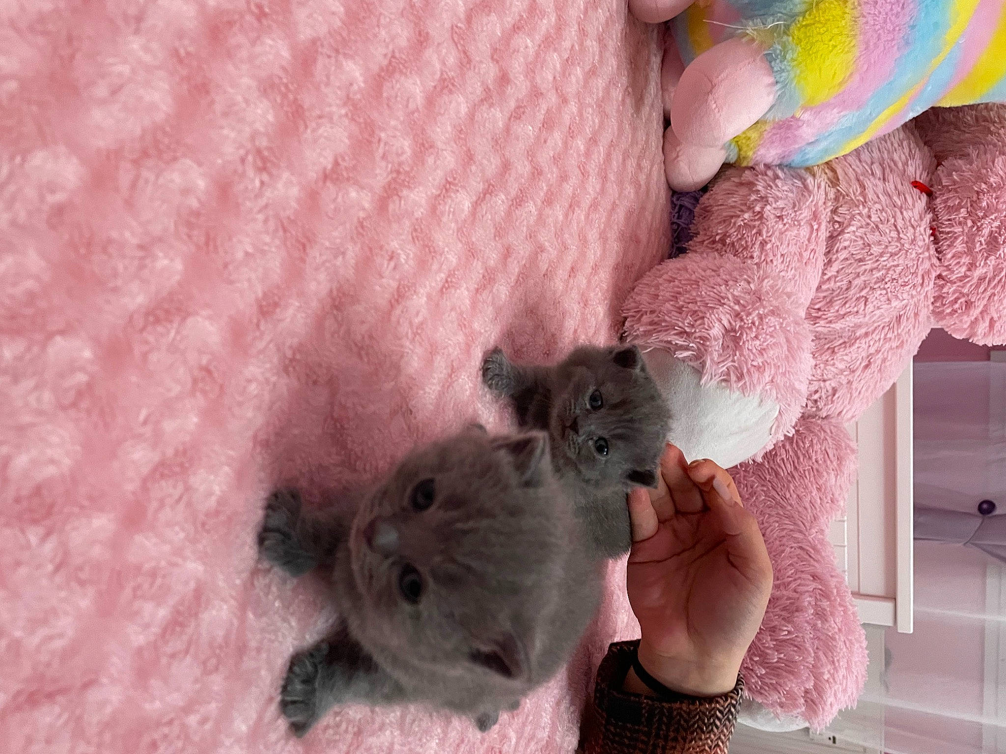 Tia a rejoint le concours — aidez-le/la à gagner de superbes lots ! art, comfort, fawn, felidae, finger, fur, linens, magenta, pattern, pink, purple, rodent, small_to_medium_sized_cats, stuffed_toy, tail, textile, toy, whiskers, white, wool