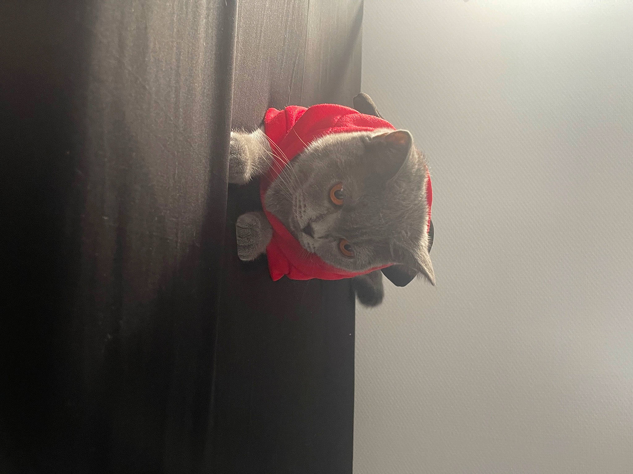 Tia a rejoint le concours — aidez-le/la à gagner de superbes lots ! carmine, ceiling, circle, coquelicot, fish, headgear, macro_photography, magenta, paper, petal, plant, plant_stem, shadow, still_life, still_life_photography, tail, twig, visual_arts, water, wood