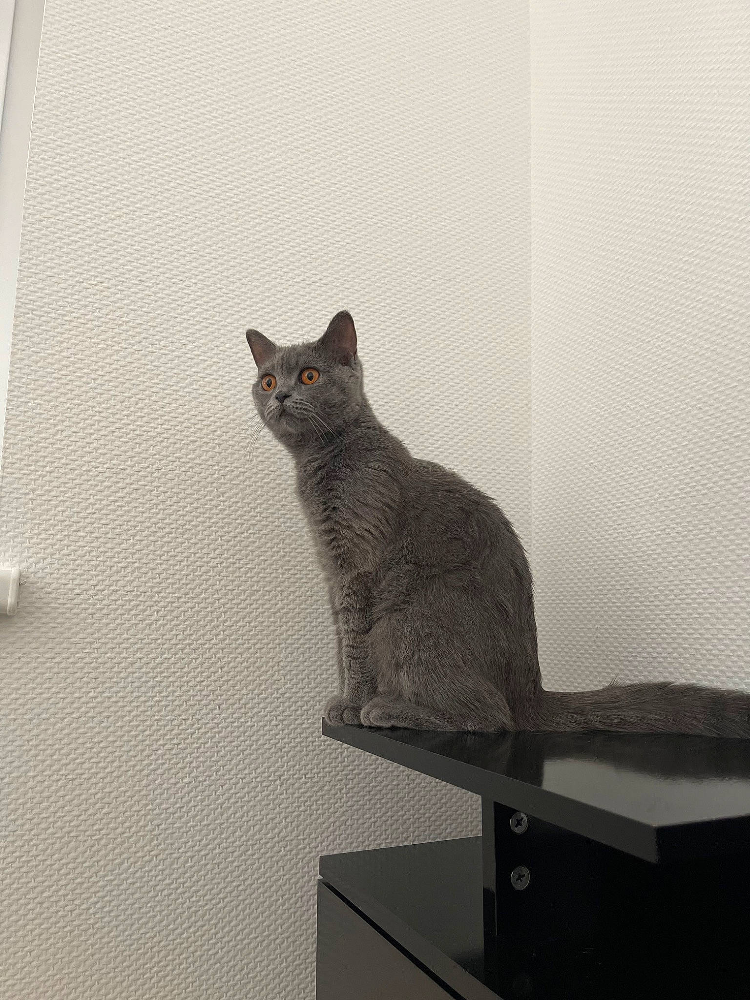 Tia participe au concours pour gagner de l'argent avec cette photo : black_cat, bombay, carnivore, cat, domestic_short_haired_cat, felidae, flooring, fur, grey, monochrome, monochrome_photography, room, shadow, sitting, small_to_medium_sized_cats, snout, tail, terrestrial_animal, whiskers, wood