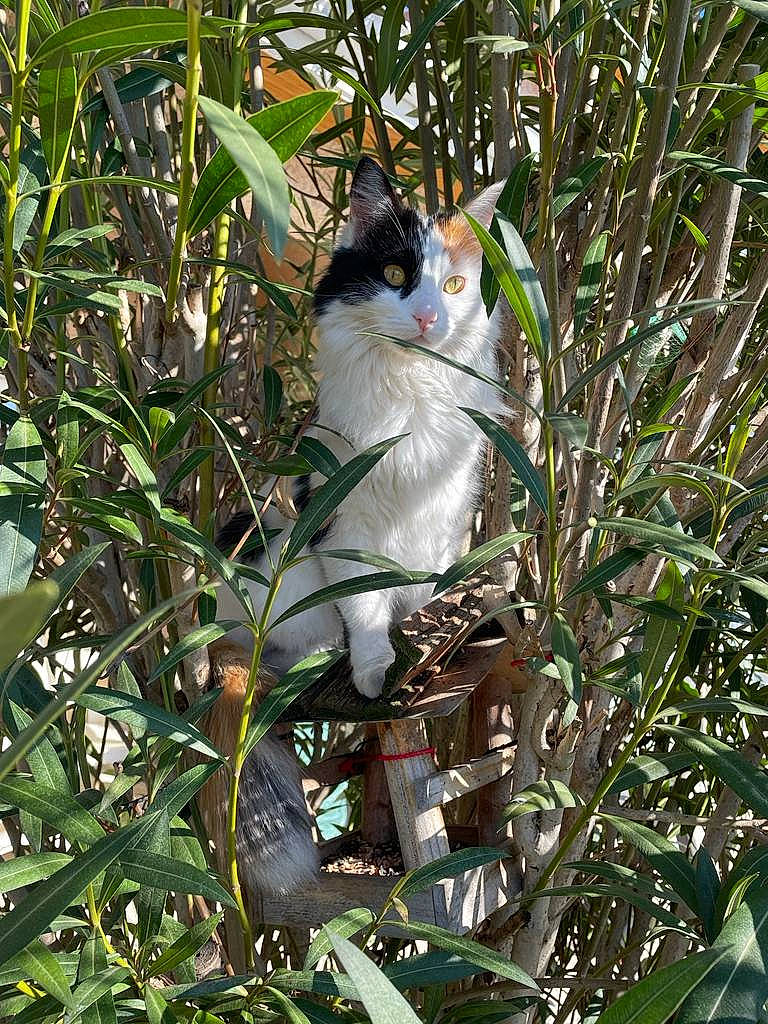 Roxy participe au concours pour gagner de l'argent avec cette photo : carnivore, cat, domestic_short_haired_cat, fawn, felidae, flowering_plant, fur, grass, herb, plant, plant_stem, small_to_medium_sized_cats, tail, terrestrial_animal, terrestrial_plant, twig, vertebrate, whiskers