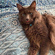 Remy is registered to the contest to win money with this photo: cat, gray_cat, fluffy, pet, indoor, bed, quilt, blue, white, patterned, fur, collar, bell, tongue, relaxed, cute, whiskers, green_eyes, animal, domestic