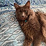 animal, bed, bell, blue, cat, collar, cute, domestic, fluffy, fur, gray_cat, green_eyes, indoor, patterned, pet, quilt, relaxed, tongue, whiskers, white