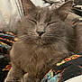 Remy joined the competition — help win amazing prizes! cat, gray_cat, sleeping, fluffy, indoor, blanket, colorful_blanket, cozy, pet, feline, resting, close_up, whiskers, soft_fur, paws, domestic_cat, comfortable, relaxed, animal, two_cats