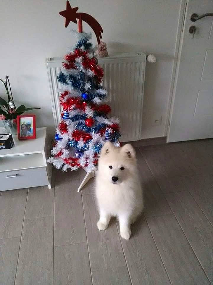 Parko a rejoint le concours — aidez-le/la à gagner de superbes lots ! carnivore, christmas_ornament, christmas_tree, companion_dog, couch, dog, dog_breed, door, fawn, floor, flooring, german_spitz, german_spitz_mittel, holiday, holiday_ornament, ornament, samoyed, spitz, whiskers, wood