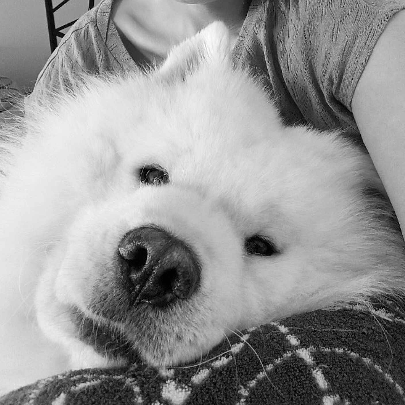 Parko a rejoint le concours — aidez-le/la à gagner de superbes lots ! arm, black_and_white, blanket, closeup, comfort, cozy, cuddle, dog, fluffy, fur, indoors, nose, pet, portrait, relaxation, resting, samoyed, snout, whiskers, white