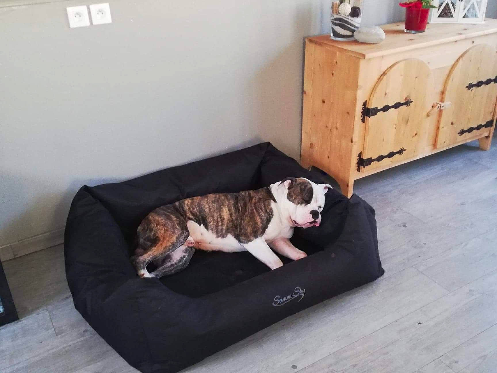 Nobel participe au concours pour gagner de l'argent avec cette photo : american_bulldog, australian_bulldog, bulldog, canidae, carnivore, companion_dog, couch, dog, dog_bed, dog_breed, dog_supply, french_bulldog, furniture, non_sporting_group, old_english_bulldog, olde_english_bulldogge, pet_supply, puppy, table, wood