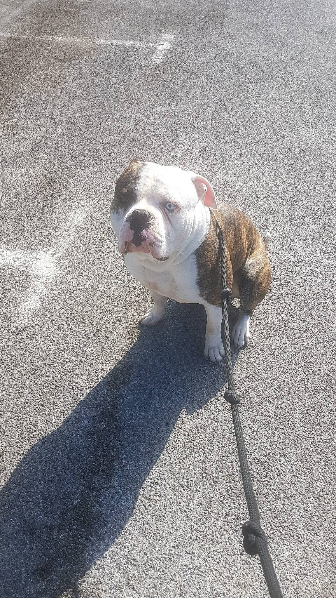 Nobel a rejoint le concours — aidez-le/la à gagner de superbes lots ! american_bulldog, australian_bulldog, british_bulldogs, bulldog, canidae, carnivore, companion_dog, dog, dog_breed, dorset_olde_tyme_bulldogge, fawn, mammal, non_sporting_group, old_english_bulldog, olde_english_bulldogge, rare_breed_dog, snout, toy_bulldog, valley_bulldog, vertebrate