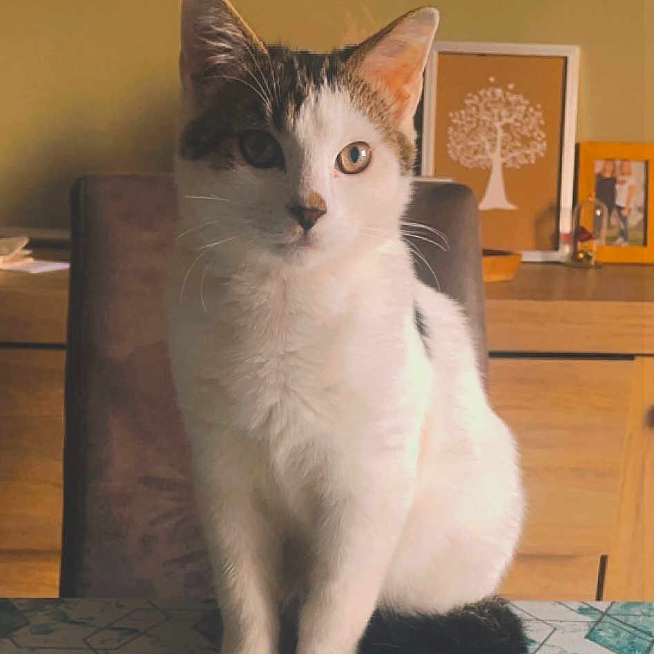 Loki a rejoint le concours — aidez-le/la à gagner de superbes lots ! animal, cat, chair, curious, domestic, ears, framed_picture, fur, furniture, home, indoor, looking, pet, photograph, sitting, tabby, table, tail, whiskers, white_fur