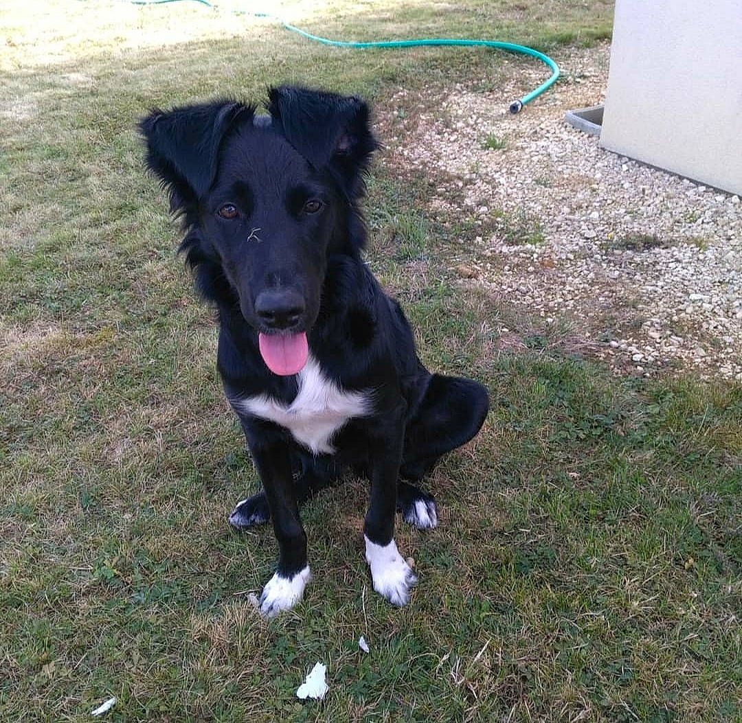 Pandore a rejoint le concours — aidez-le/la à gagner de superbes lots ! adventure, borador, border_collie, canidae, carnivore, dog, dog_breed, grass, labrador_retriever, mammal, plant, puppy, rare_breed_dog, sporting_group, tail, working_dog