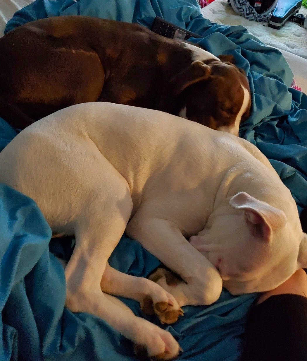 Bella is registered to the contest to win money with this photo: american_bulldog, canidae, carnivore, dog, dog_breed, fawn, nap, non_sporting_group, sporting_group