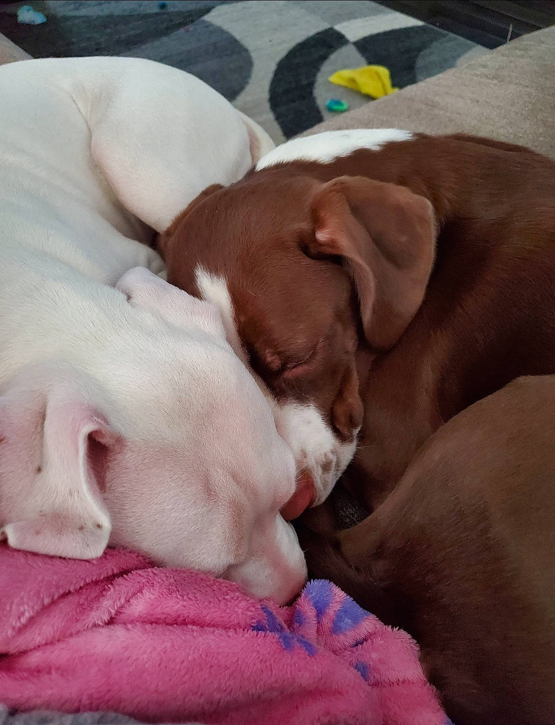 Bella is registered to the contest to win money with this photo: american_bulldog, american_pit_bull_terrier, canidae, carnivore, companion_dog, dog, dog_breed, ear, fawn, mammal, nap, non_sporting_group, pit_bull, pointer, puppy, puppy_love, snout, sporting_group