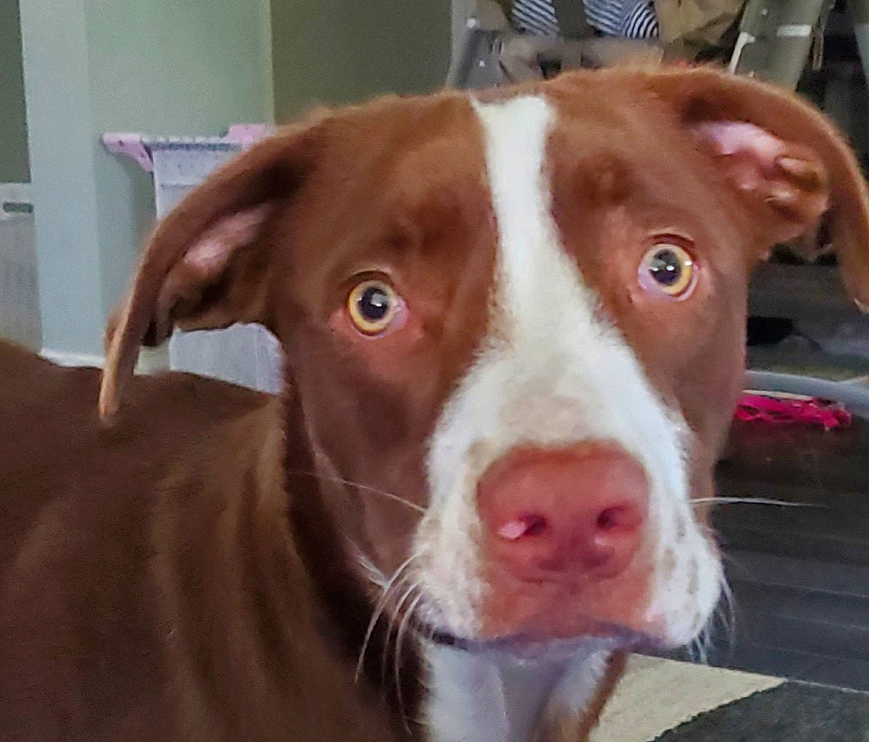 Peanut Butter joined the competition — help win amazing prizes! american_pit_bull_terrier, canidae, carnivore, dog, dog_breed, ear, fawn, head, hunting_dog, ibizan_hound, jaw, liver, mammal, nose, pit_bull, podenco_canario, snout, sporting_group, vertebrate, whiskers