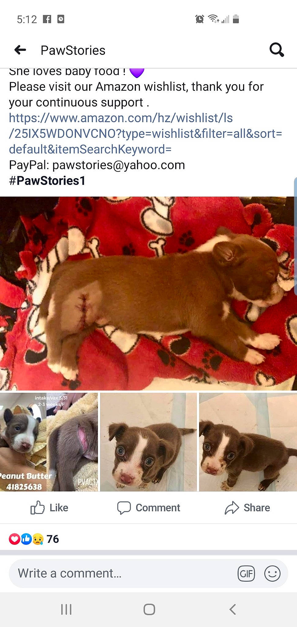 Peanut Butter is registered to the contest to win money with this photo: american_pit_bull_terrier, american_staffordshire_terrier, ancient_dog_breeds, australian_bulldog, boxer, bulldog, canidae, carnivore, dog, dog_breed, fawn, french_bulldog, liver, mammal, non_sporting_group, photo_caption, pit_bull, puppy, puppy_love, vertebrate