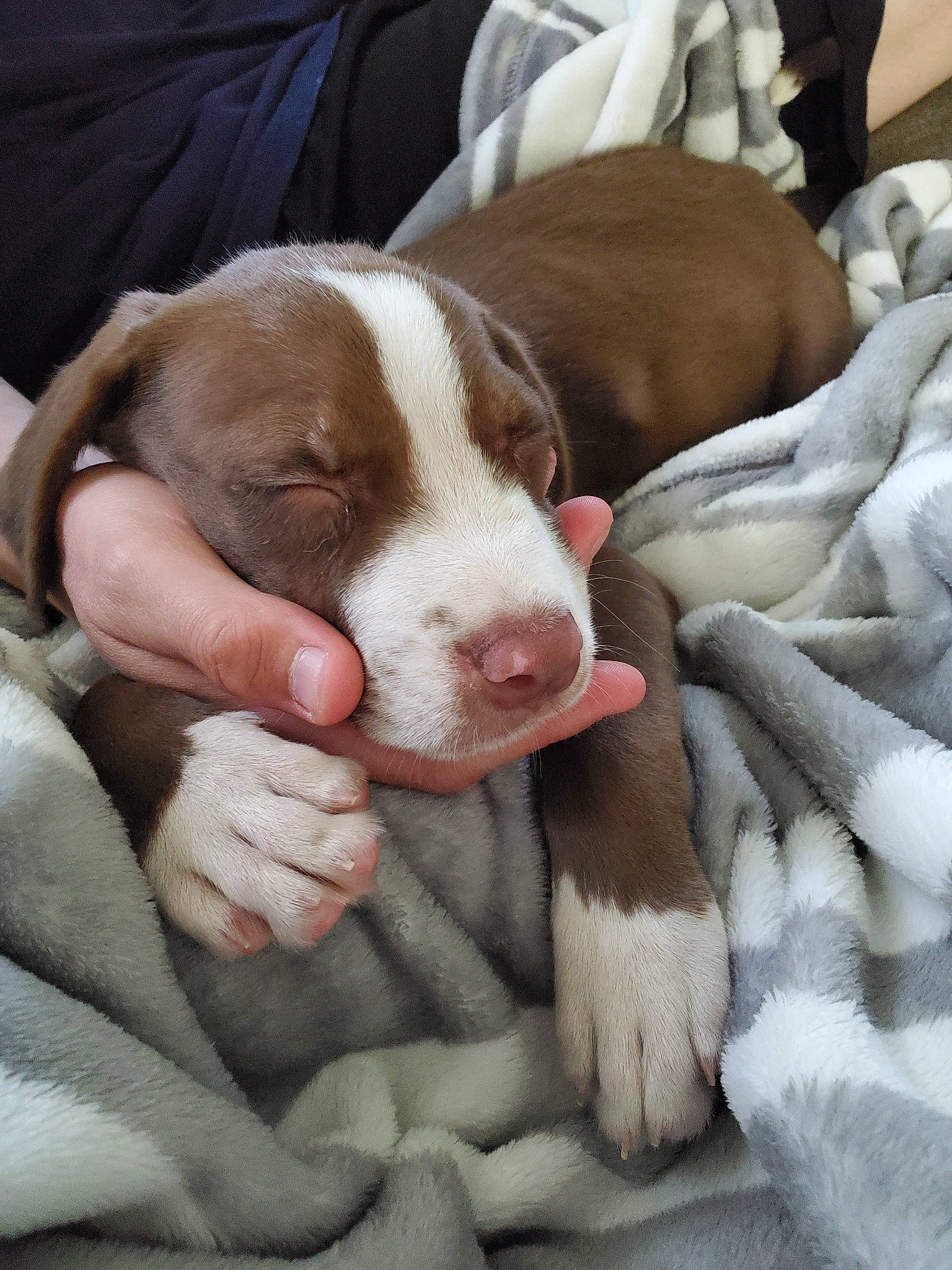 Peanut Butter is registered to the contest to win money with this photo: canidae, carnivore, dog, dog_breed, fawn, mammal, nap, pachon_navarro, pit_bull, pointer, puppy, puppy_love, sporting_group, vertebrate