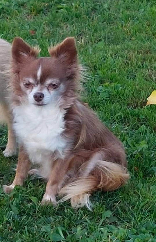 Lilirose a rejoint le concours — aidez-le/la à gagner de superbes lots ! ancient_dog_breeds, biting, canidae, carnivore, companion_dog, dog, dog_breed, fawn, fur, grass, groundcover, liver, plant, sporting_group, tail, terrestrial_animal, volpino_italiano, whiskers, wildlife, working_animal