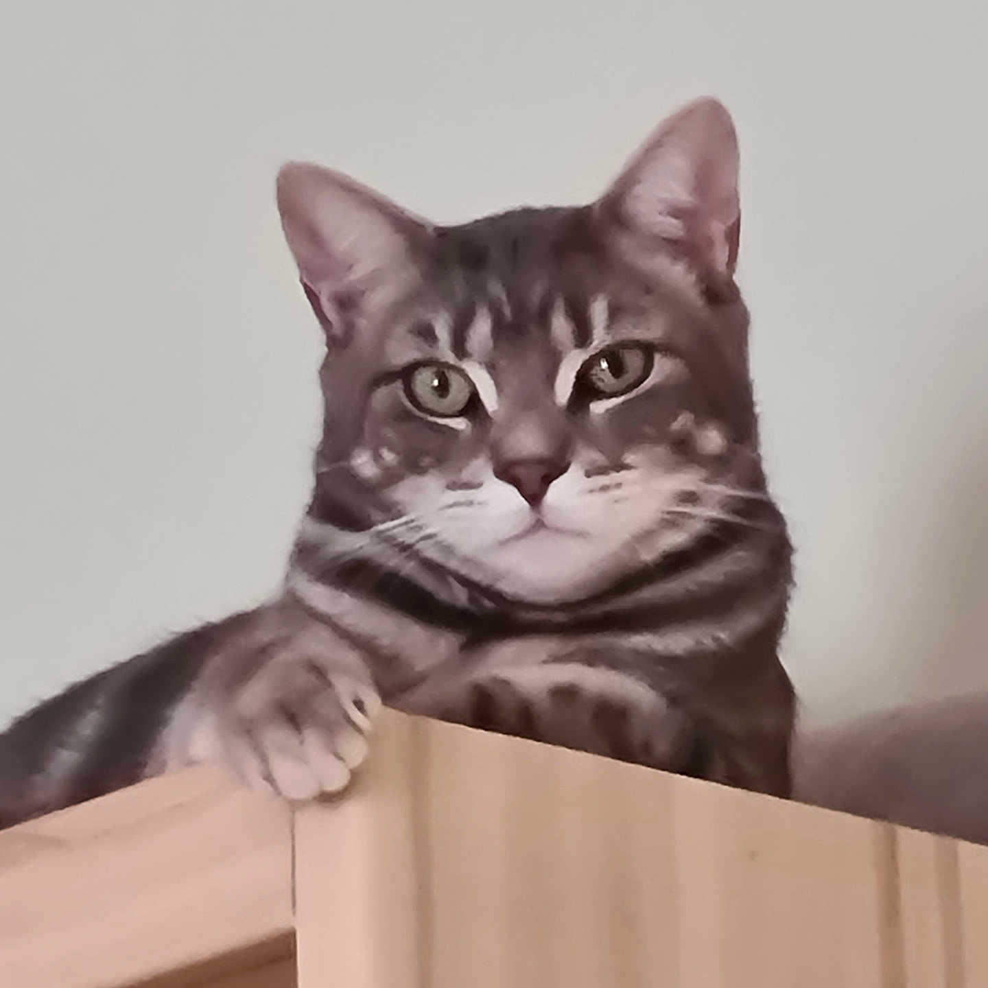 Tigrou participe au concours pour gagner de l'argent avec cette photo : abyssinian, angora, animal, bookcase, cat, drawer, egyptiancat, furniture, gray, handrail, hardwood, kitten, manx, pet, plywood, wood