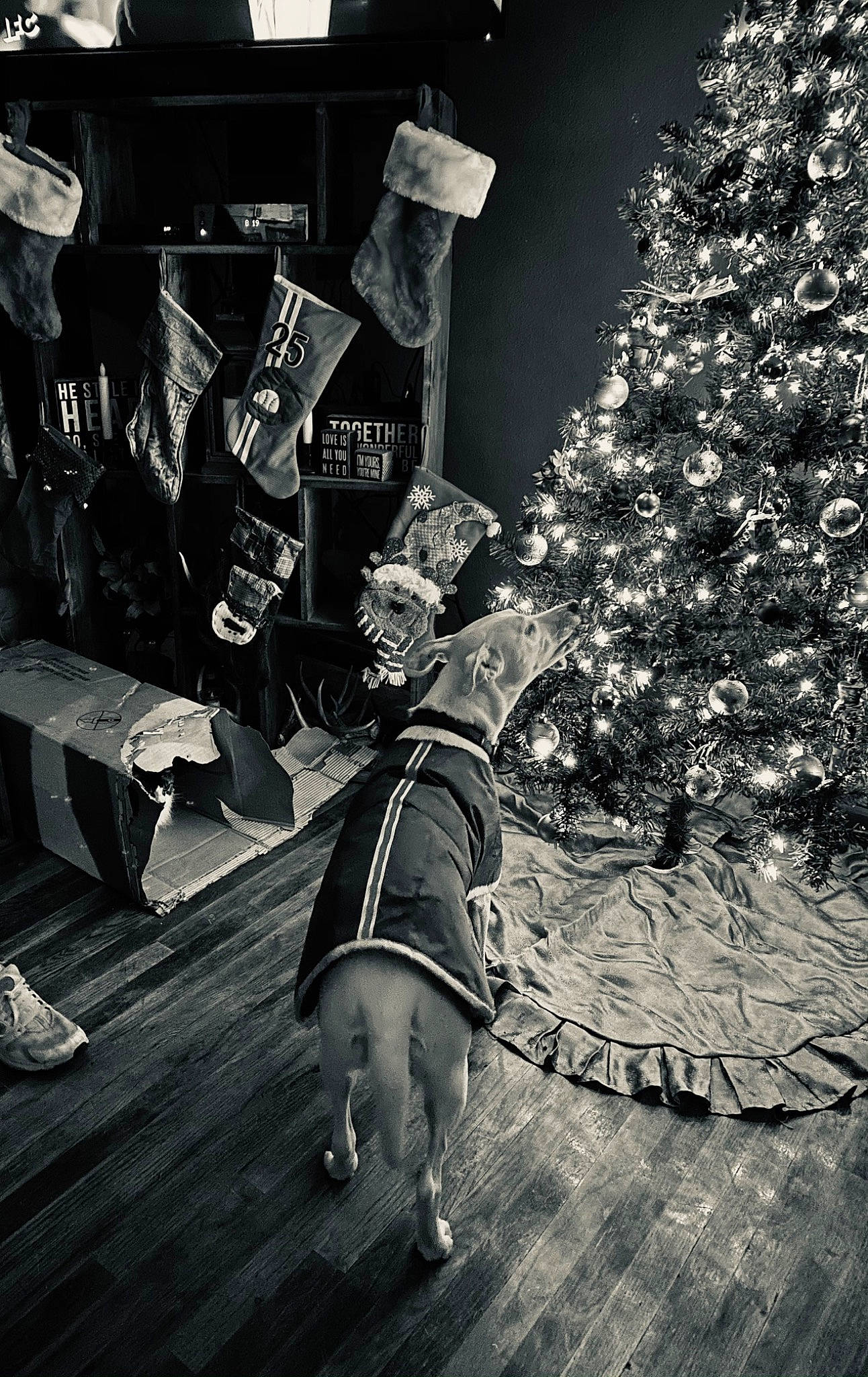 Baylee joined the competition — help win amazing prizes! black_and_white, christmas_decoration, christmas_ornament, christmas_tree, conifer, darkness, event, flash_photography, holiday, holiday_ornament, human_leg, monochrome, monochrome_photography, night, ornament, plant, still_life_photography, stock_photography, style, tradition