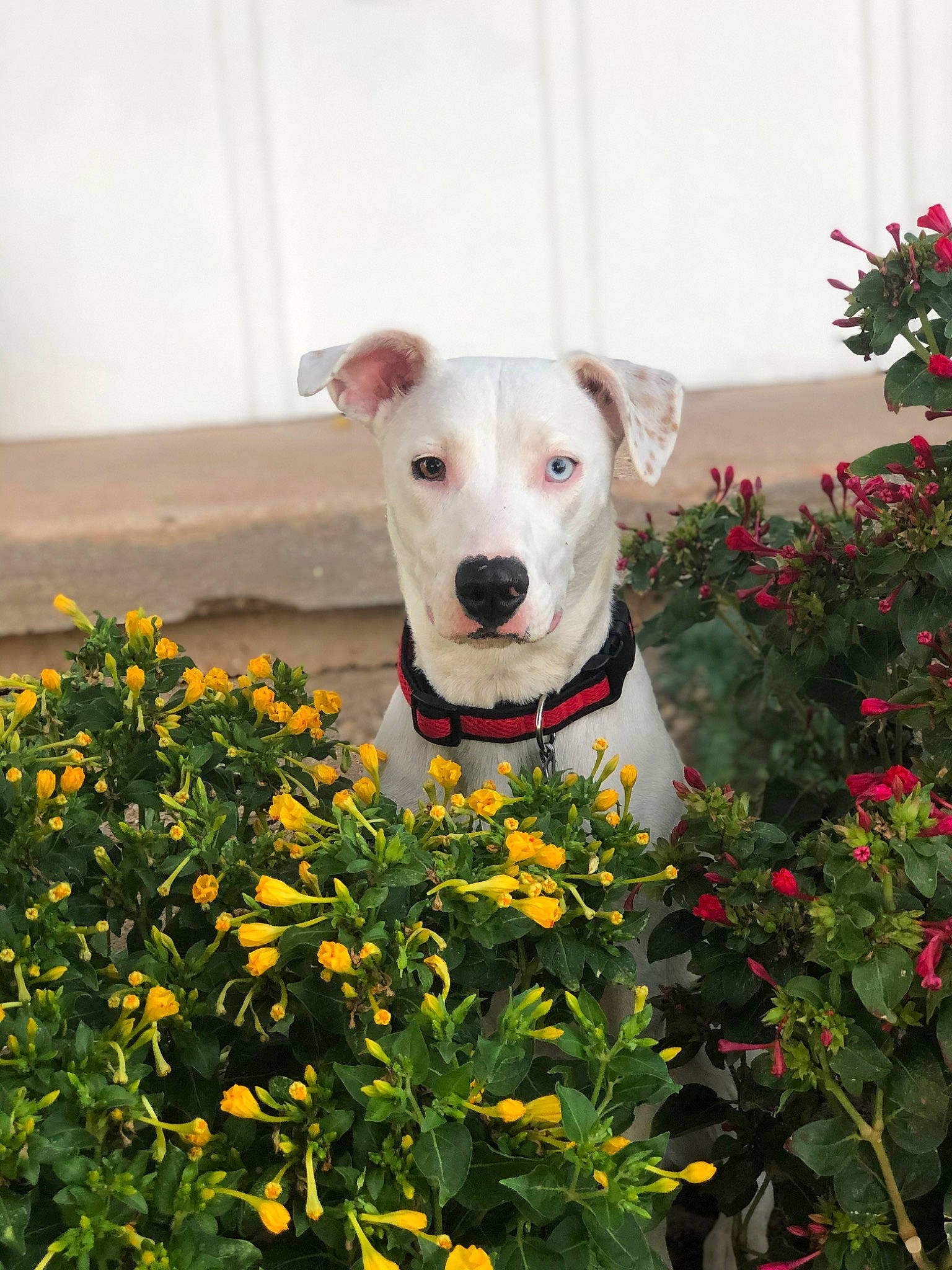 Baylee is registered to the contest to win money with this photo: annual_plant, carnivore, collar, companion_dog, dog, dog_breed, dog_collar, dog_supply, fawn, flower, flowering_plant, grass, groundcover, herbaceous_plant, pet_supply, petal, plant, shrub, tree, working_animal