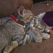 Lil Mama is registered to the contest to win money with this photo: cat, tabby_cat, two_cats, sleeping, snuggling, red_collar, bell, feline, pet, cute, cozy, brown_couch, fur, whiskers, ears, paws, close_up, indoor, resting, friendship