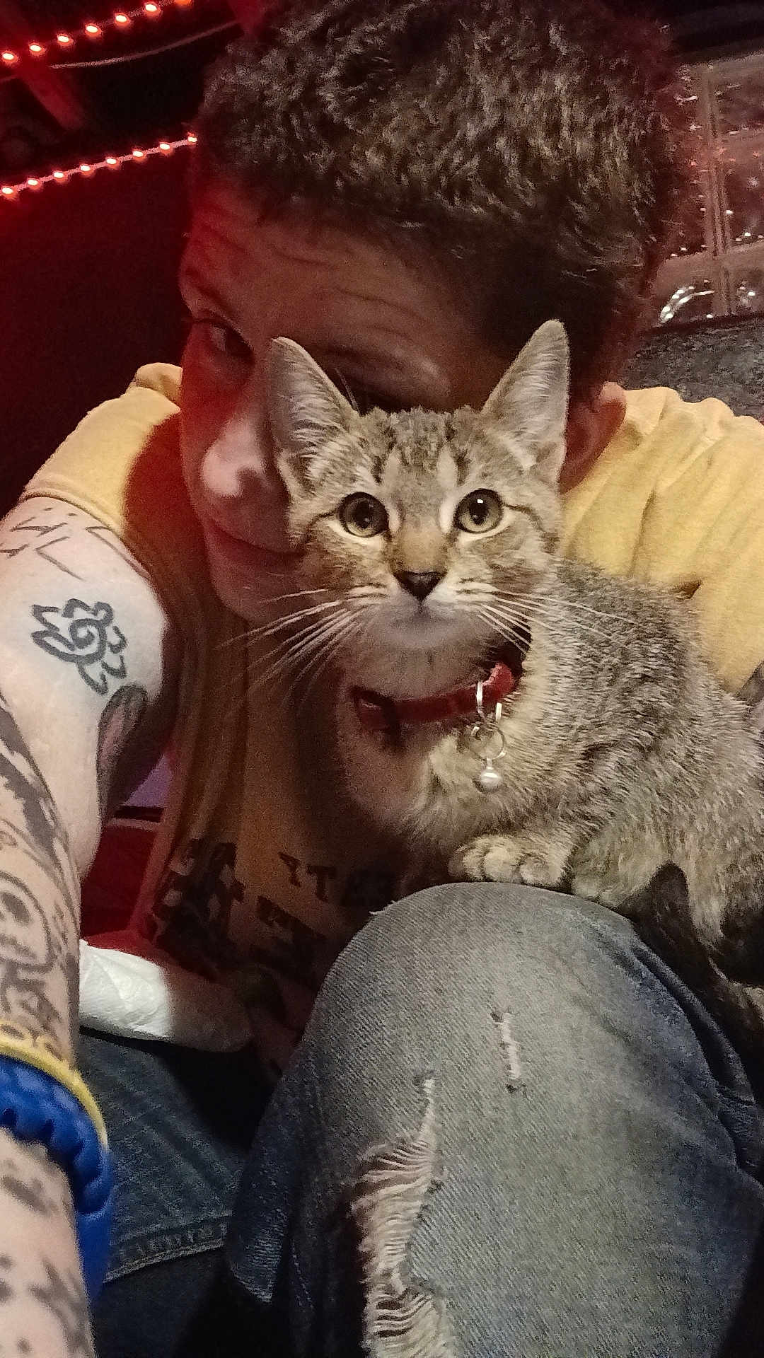 Lil Mama joined the competition — help win amazing prizes! person, cat, tabby_cat, kitten, tattoo, yellow_shirt, jeans, ripped_jeans, collar, bell, indoor, selfie, closeup, pet, animal, fur, face, whiskers, curious, cozy
