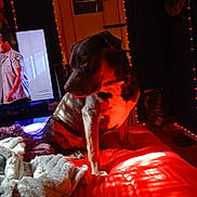 Brutus joined the competition — help win amazing prizes! animal, bed, blanket, canine, comfort, dark_room, decor, dog, furniture, indoor, orange_tone, person_on_tv, poster, red_light, relaxation, room, seated, shadow, string_lights, television