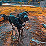 dog, black_dog, bandana, backyard, fence, fallen_leaves, concrete, trees, autumn, daylight, outdoor, pet, curious, animal, yard, nature, sunlight, shadow, house, grass