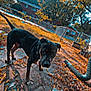 dog, black_dog, bandana, outdoor, yard, fence, autumn, leaves, tree, house, daylight, concrete, pipe, nature, pet, animal, curious, backyard, seasonal, ground