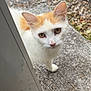 animal, cat, concrete, curious, daylight, door, ears, eyes, fur, gravel, looking_up, nature, orange_patch, outdoor, pet, quiet, side_view, texture, whiskers, white_cat