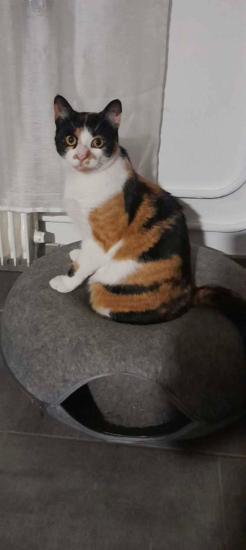 Sunny participe au concours pour gagner de l'argent avec cette photo : animal, black, calico_cat, cat, cozy, curious, curtain, domestic_cat, feline, floor, gray, indoor, looking, orange, pet_bed, portrait, radiator, sitting, white, yellow_eyes