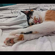Sunny a rejoint le concours — aidez-le/la à gagner de superbes lots ! cat, calico_cat, sleeping, stretching, paw, bed, blanket, fur, relaxed, pet, animal, whiskers, pink_nose, indoor, cozy, cute, mammal, resting, tongue_out, domestic