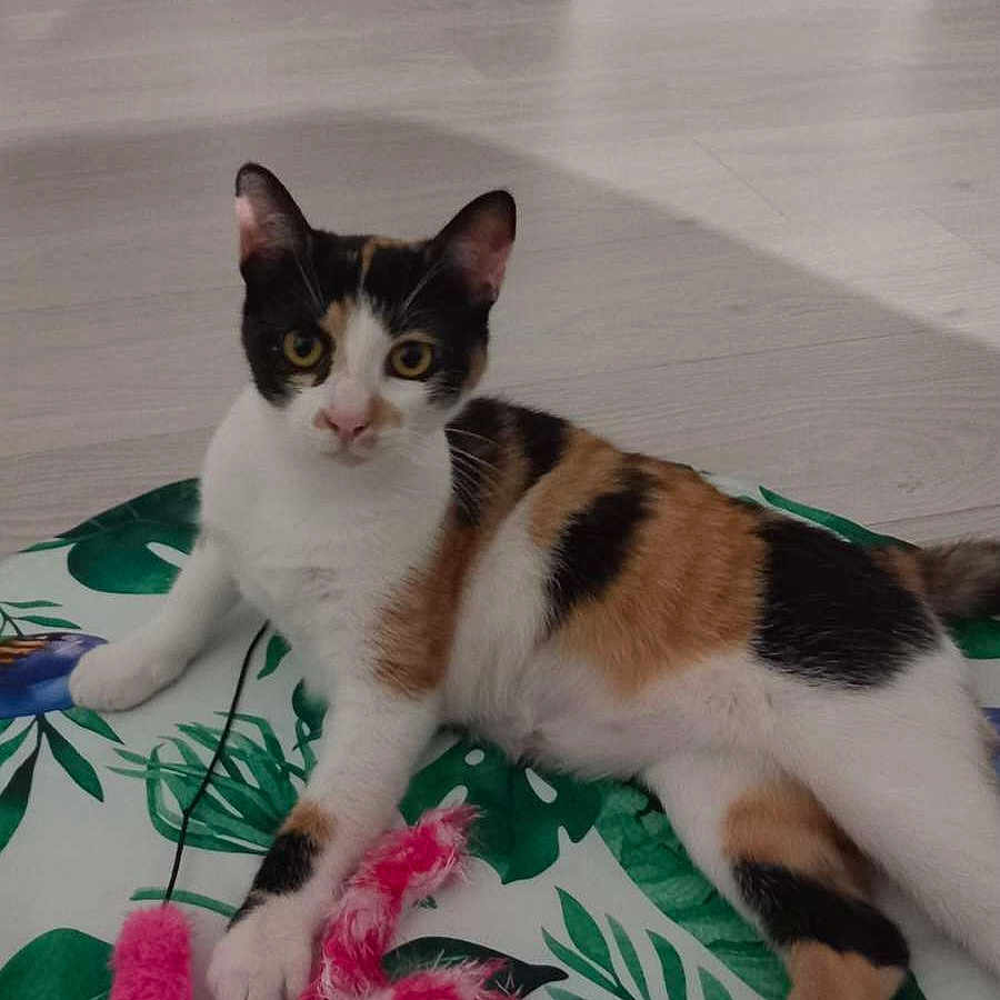 Sunny participe au concours pour gagner de l'argent avec cette photo : animal, bird_illustration, calico_cat, cat, clothes, curious, feline, floor, footwear, indoor, leaf_pattern, mat, mirror, paw, pet, pink_toy, playful, resting, room, toy