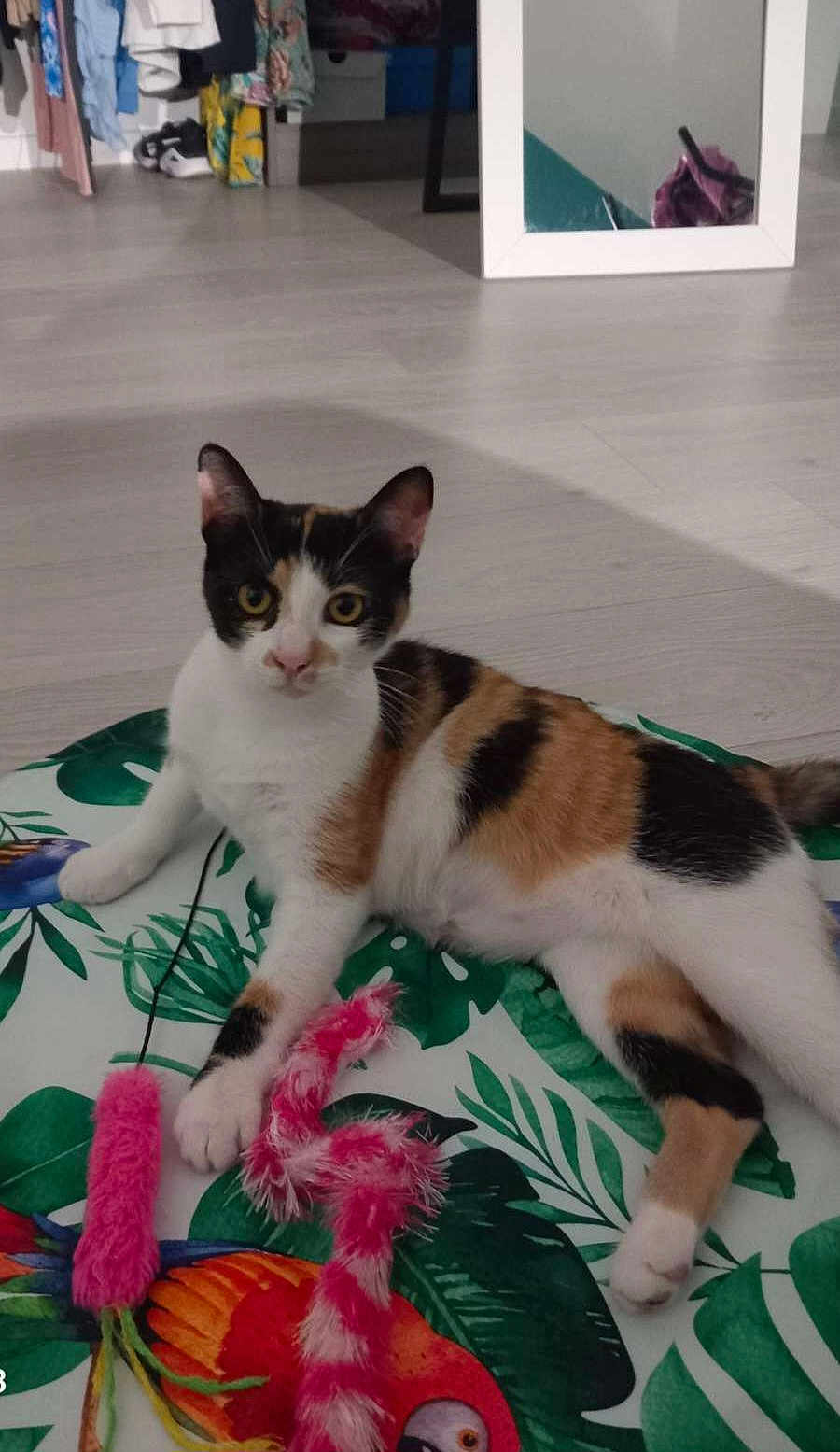 Sunny participe au concours pour gagner de l'argent avec cette photo : cat, calico_cat, pet, indoor, floor, toy, pink_toy, mat, leaf_pattern, bird_illustration, curious, playful, animal, feline, paw, resting, room, mirror, clothes, footwear